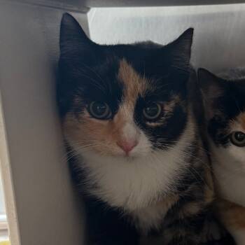 Rescue Domestic Short Hair Cats for Adoption in Cedaredge, Colorado - Peggy | PetCurious