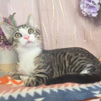 Ibby -  Domestic Short Hair Cat for Adoption in Long Beach, Mississippi - Ibby | PetCurious