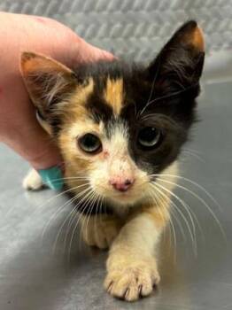 Katy Purry -  Domestic Short Hair Cat for Adoption in Lampasas, Texas - Katy Purry | PetCurious