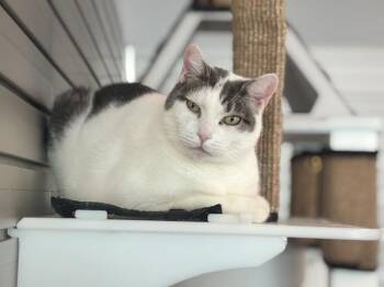 Casa -  Domestic Short Hair Cat for Adoption - Casa | PetCurious