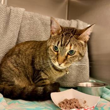 Domestic Short Hair Cats Available for Adoption in Council Bluffs, Iowa - Polka | PetCurious
