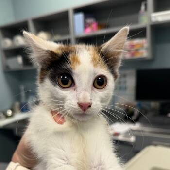 Persimmon -  Domestic Short Hair Cat for Adoption in Greensboro, North Carolina - Persimmon | PetCurious