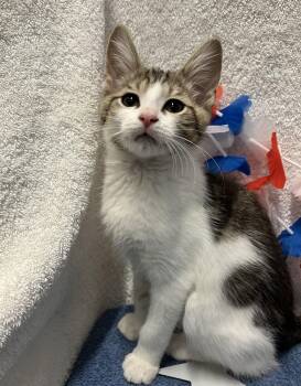 Hawthorne -  Domestic Short Hair and Tabby Cat for Adoption in Dublin, Ohio - Hawthorne | PetCurious