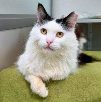 Lucky -  Domestic Short Hair Cat for Adoption in Sacramento, California - Lucky | PetCurious