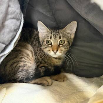Jackson -  Domestic Short Hair Cat for Adoption in State College, Pennsylvania - Jackson | PetCurious