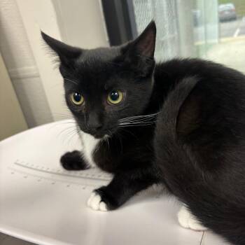 Yakko -  Domestic Short Hair Cat for Adoption in Columbiana, Alabama - Yakko | PetCurious