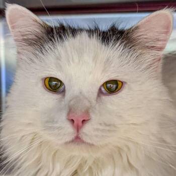 Domestic Long Hair Cats Available for Adoption - George | PetCurious