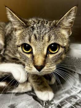 Domestic Short Hair Cats Available for Adoption - Tater Tot Thief | PetCurious