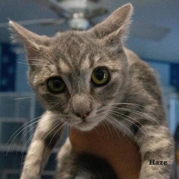 Haze -  Domestic Short Hair Cat for Adoption in Yucaipa, California - Haze | PetCurious