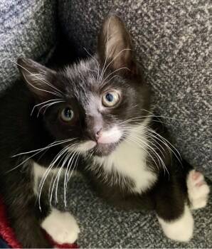 Stache -  Domestic Short Hair Cat for Adoption in Elyria, Ohio - Stache | PetCurious