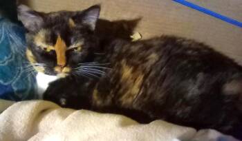 Pumpkin - OWNER IN PALLIATIVE CARE (Declawed) -  Calico Cat for Adoption in Hamilton, Ontario - Pumpkin - OWNER IN PALLIATIVE CARE (Declawed) | PetCurious