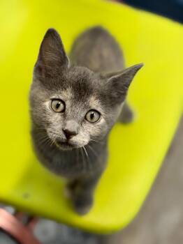 Domestic Short Hair Cats Available for Adoption in Algona, Iowa - JOVIE | PetCurious