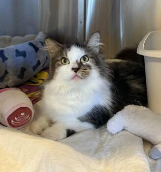Rescue Domestic Long Hair Cats for Adoption in La Crescent, Minnesota - PENELOPE | PetCurious