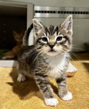 VINICIUS *VINI* -  Domestic Short Hair Cat for Adoption in San Francisco, California - VINICIUS *VINI* | PetCurious