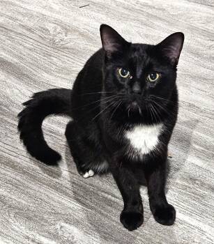 Pete -  Tuxedo Cat for Adoption in Hamilton, Ontario - Pete | PetCurious