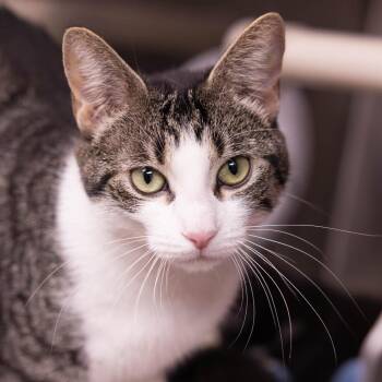 Daisy -  Domestic Short Hair Cat for Adoption in Mentor, Ohio - Daisy | PetCurious
