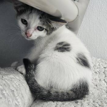 Kermit -  Domestic Short Hair Cat for Adoption in Kalamazoo, Michigan - Kermit | PetCurious
