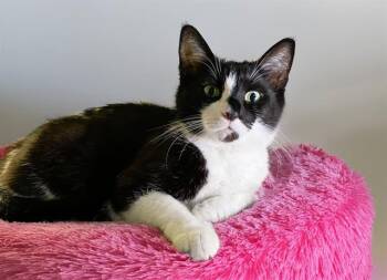 VANDEY -  Domestic Short Hair Cat for Adoption in Fort Lauderdale, Florida - VANDEY | PetCurious
