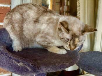 Sapphire -  Siamese and Domestic Short Hair Cat for Adoption in Franklin, West Virginia - Sapphire | PetCurious