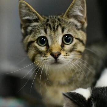 Tomato -  Domestic Short Hair Cat for Adoption in Idaho Falls, Idaho - Tomato | PetCurious