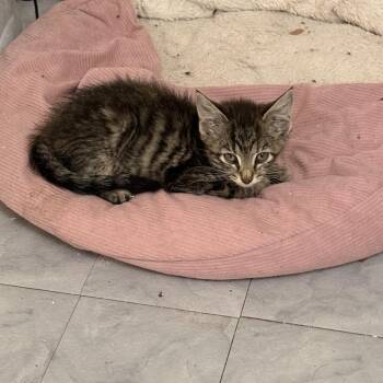 Naughty Nicky Noodles -  Domestic Short Hair Cat for Adoption in Fredericksburg, Virginia - Naughty Nicky Noodles | PetCurious
