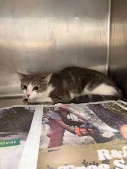 Domestic Short Hair Cats Available for Adoption in Hopkinsville, Kentucky - Kiki | PetCurious