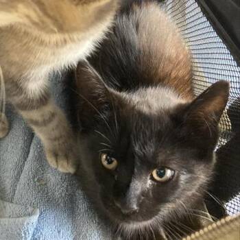 Hans -  Domestic Short Hair Cat for Adoption in Hawthorne, California - Hans | PetCurious