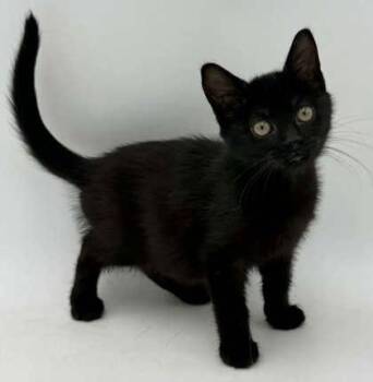 June -  Domestic Short Hair Cat for Adoption in Bowling Green, Kentucky - June | PetCurious