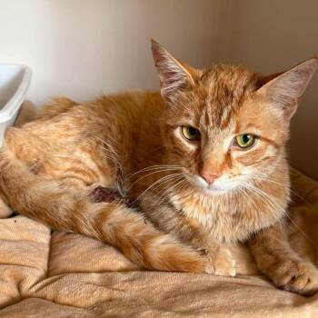 Trevor -  Domestic Short Hair Cat for Adoption in Alexandria, Virginia - Trevor | PetCurious
