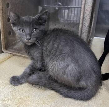 MARS -  Domestic Short Hair Cat for Adoption in Norco, California - MARS | PetCurious