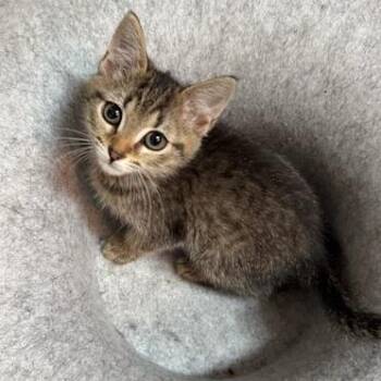 Blacksmith of the Reach -  Domestic Short Hair Cat for Adoption in Fredericksburg, Virginia - Blacksmith Of The Reach | PetCurious