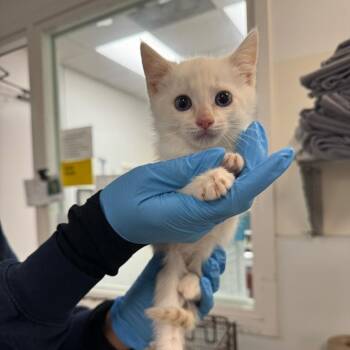 Domestic Short Hair Cats Available for Adoption in Los Angeles, California - Marlon Brando | PetCurious