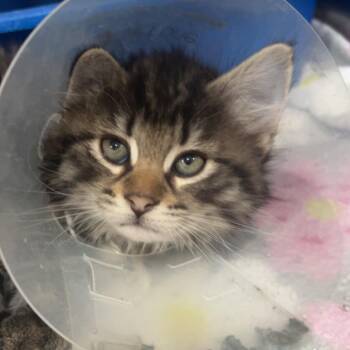 hurricane -  Domestic Short Hair Cat for Adoption in Fairmont, West Virginia - Hurricane | PetCurious