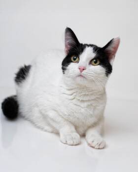 Domestic Short Hair Cats Available for Adoption in Boone, Iowa - Angelface | PetCurious