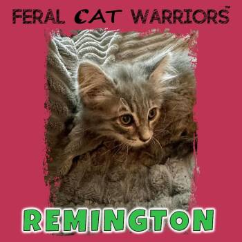 Domestic Medium Hair Cats Available for Adoption in Kingman, Arizona - Remington | PetCurious