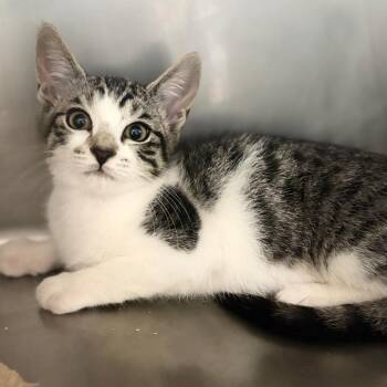 Petra -  Domestic Short Hair Cat Available for Adoption in Sunrise, Florida - Petra | PetCurious
