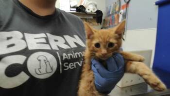 XAVIER -  Domestic Short Hair Cat for Adoption in Albuquerque, New Mexico - XAVIER | PetCurious