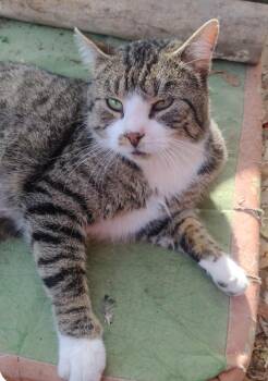 Domestic Short Hair Cats Available for Adoption - Calvin | PetCurious