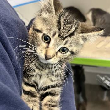 Domestic Short Hair Cats Available for Adoption in Allentown, Pennsylvania - Berry | PetCurious