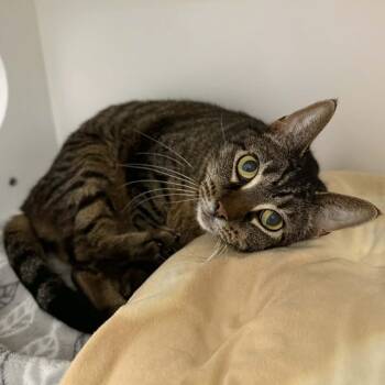 Domestic Short Hair and Tabby Cats Available for Adoption - Luann | PetCurious
