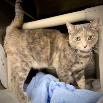 Snapdragon -  Domestic Short Hair Cat for Adoption in Wheaton, Illinois - Snapdragon | PetCurious