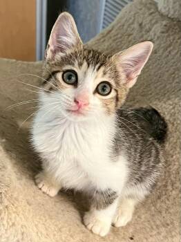 Rescue Domestic Short Hair Cats for Adoption in Boca Raton, Florida - Bandit & Tiger - BONDED BROTHERS | PetCurious