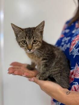 Lilo -  Domestic Short Hair Cat for Adoption in Vacaville, California - Lilo | PetCurious
