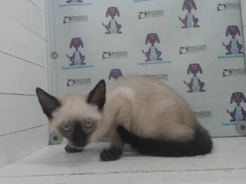 LAITH -  Siamese Cat for Adoption in Orlando, Florida - LAITH | PetCurious