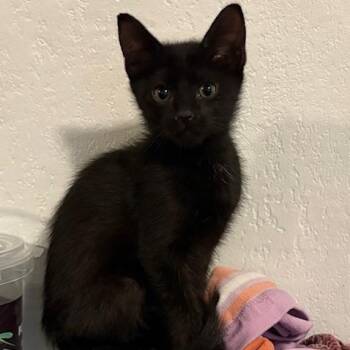 Domestic Short Hair Cats Available for Adoption - Chai VanDeusen | PetCurious