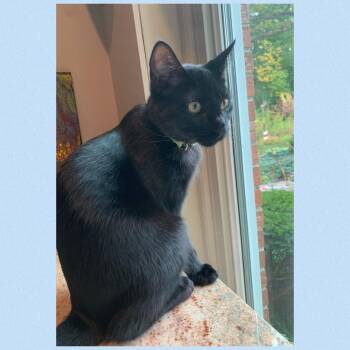 Rescue Domestic Short Hair Cats for Adoption in Mokena, Illinois - Gnomus | PetCurious