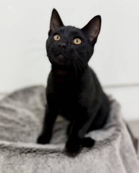 Jerry -  Domestic Short Hair Cat for Adoption in Sonora, California - Jerry | PetCurious