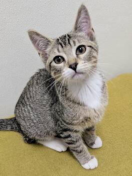 Maude -  Domestic Short Hair Cat for Adoption in Springfield, Illinois - Maude | PetCurious