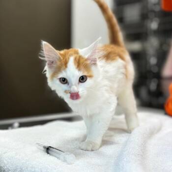 Pumpkin -  Domestic Short Hair Cat for Adoption in Nashville, Indiana - Pumpkin | PetCurious
