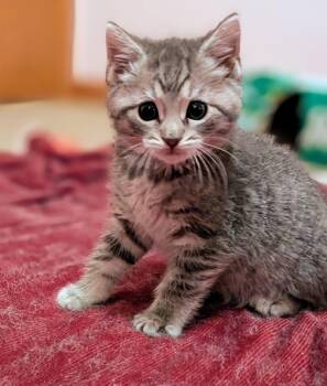 Rescue Domestic Short Hair Cats for Adoption in Tomah, Wisconsin - Mellowcream | PetCurious